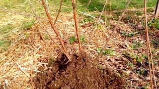 Propagation  Easy Stool Layering Technique [upl. by Simpson]