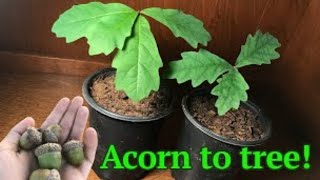 How to grow a White Oak tree from acornseed [upl. by Esialb]