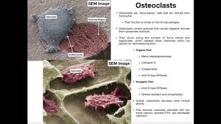 Physiology of the Osteoclast [upl. by Neira]