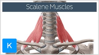 Scalene Muscles of the Neck  Human Anatomy  Kenhub [upl. by Sigler213]