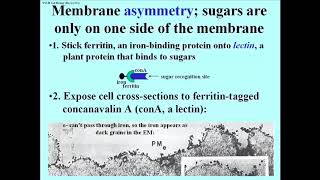 281 EM Cytochemical Demonstration of Membrane Asymmetry [upl. by Rockefeller]