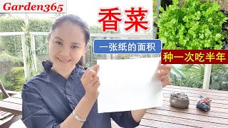 【香菜种植】 种香菜用张纸，结果让你大吃一惊  至少也能吃半年  再也不用买香菜了！ [upl. by Brade]