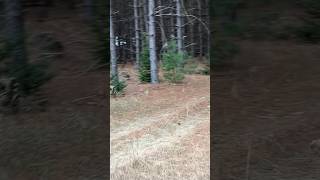 Riding Through A Tree Farm On An ATV [upl. by Akienaj627]