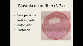 Práctica 6 mórula y blástula [upl. by Filler575]