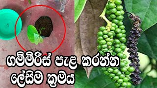 ගම්මිරිස් අතු 100 සාර්ථකව පැළ කිරීම Pepper Plantation sinhala l gammiris athu pela kireema [upl. by Reteid]