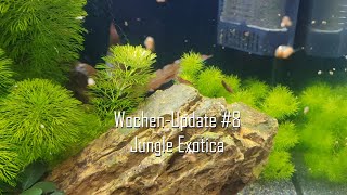 WochenUpdate 8 Neue Garnelen Nachwuchs und Umbau  Jungle Exotica [upl. by Kemp459]