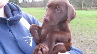 Chocolate Labrador Puppy 8 weeks [upl. by Aldon280]