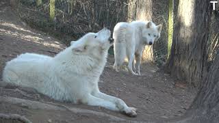 Arctic wolves howling [upl. by Tad]