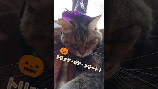 トリックオアトリート！ ねこ 猫 ハロウィン [upl. by Alisander962]