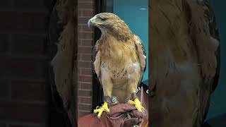 Cyclops is a oneeyed hawk at The Wildlands Conservancy hawk wildlife wildlifeconservation [upl. by Euk]