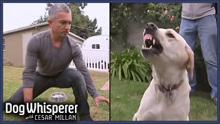 Cesar Millan VS Most Aggressive Dogs  Dog Whisperer Marathon [upl. by Notlimah]