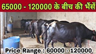 📞9266905570 हमारे यहां पर सभी प्रकार की गाय भैंस मिलती हैं Aravali dairy farm [upl. by Ardni]