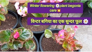 Begonia🌸plant care👍विन्टर बगिया का सदाबहार 🌸सुन्दर फूलDeepaGardening [upl. by Ahseia]