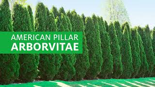 American Pillar Arborvitae [upl. by Suoivatra]