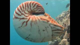 The Chambered Nautilus [upl. by Nylrahc288]