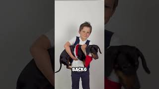 Daschund Dog Breed shorts trending doglover [upl. by Edaj819]