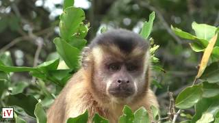 Curious Capuchin Monkeys  Northern Pantanal Brazil [upl. by Kappenne851]