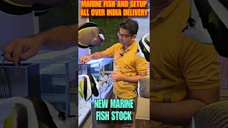 MARINE FISH WITH THEIR SETUP WITH ALL OVER INDIA DELIVERY [upl. by Ilatfen]