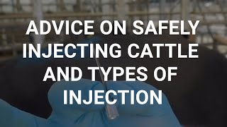 Advice on safely injecting cattle and types of injection [upl. by Palumbo]