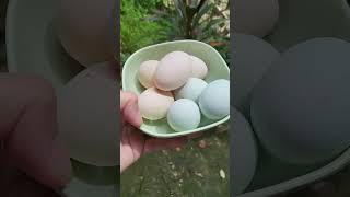 FARM CHICKEN ORGANIC EGG satisfying egg chicken farm [upl. by Eastlake930]