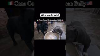 American Bully vs Cane Corso Who wins [upl. by Euqirdor]