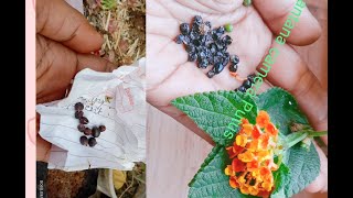 How to grow Lantana plant by seeds Raiemuniya plant growing method [upl. by Nyrb]