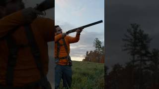 Pheasant hunt hunting hunt pheasant shorts [upl. by Hoskinson865]