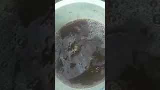 making our fermented chicken manure using emas [upl. by Amikehs]