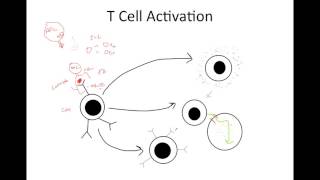 Cellular Immunity Overview [upl. by Giovanna441]