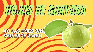 Beneficios Medicinales de la Hoja de Guayaba que No Conocías [upl. by Li]