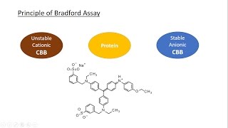 A full explanation about Bradford assay Coomassie Brilliant Blue and the calibration curve [upl. by Gylys351]