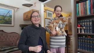 How to put an uncooperative cat into a kennel cats cat catlover [upl. by Alliber]