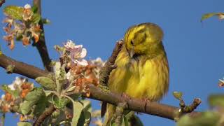 Goldammer ruht sich aus Emberiza citrinella  Natur [upl. by Maurizio536]