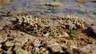 The walking shark  Great Barrier Reef with David Attenborough Episode 3 Preview  BBC One [upl. by Inittirb194]