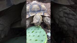 Torty the Sulcata Tortoise enjoys a freshly prepared Santa Rita Purple Prickly Pear pad [upl. by Kacie]