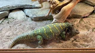 Green Ornate Uromastyx U ornata pair 2022 mating [upl. by Irot]