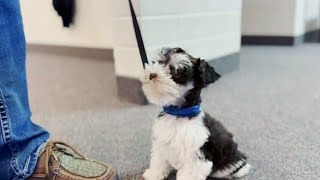 Adorable Mini Schnauzer Training Video 2023 [upl. by Sirrep]