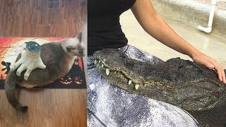 Ozzy Man Reviews Animals Relaxing [upl. by Wearing]