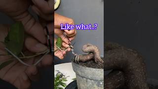 Making a Bonsai Tree Like a Cobra Snake [upl. by Aisiat]