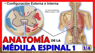 🥇 MÉDULA ESPINAL 14  Configuración Externa e Interna Anatomía ¡Explicación fácil [upl. by Nnylyam]