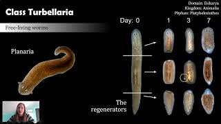 Class Turbellaria From Planaria to Penis Fencing [upl. by Wachter]