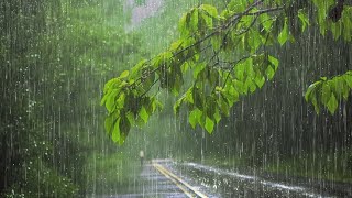 Som real de Chuva na folhagem 🌧 Barulho de Chuva com Raios e Trovões para dormir  Rain sounds [upl. by Akimehs476]