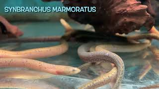 Synbranchus marmoratus [upl. by Sundstrom]