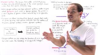 Synthesis of Glycogen [upl. by Yekcor]