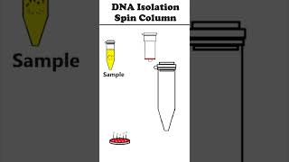 DNA Isolation Spin Column Method animation [upl. by Mitzi]