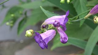 Strobilanthes rankanensis [upl. by Gilleod]