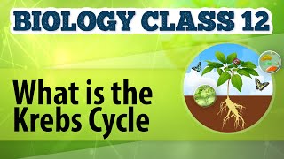 What Is the Krebs Cycle  Cellular Respiration in Plants  Biology Class 12 [upl. by Verine]