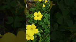 Choquita Amarilla  Oxalis pescaprae  Buttercup Bermuda [upl. by Gadmon]