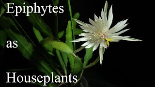 Epiphytes as Houseplants [upl. by Jones]