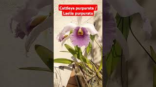 Cattleya purpurata Laelia purpurata [upl. by Mignonne]